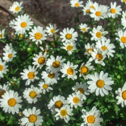 Becky Shasta Daisy -Lanscapes Store Shasta Daisy Becky 2 FGT