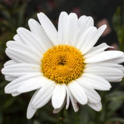 Becky Shasta Daisy -Lanscapes Store Shasta Daisy Becky 4 FGT