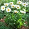 Becky Shasta Daisy -Lanscapes Store Shasta Daisy Becky FGT 600x600 af50740b a8bf 4b03 8b4a 7a56d70a6be3