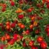 Shazam Lantana -Lanscapes Store Shazam Lantana FGT 600x600 6cd6ab55 2321 4600 b96e a2dd7b830438