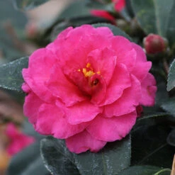 Camellia 'Shi-Shi Gashira' Shrub 10 Camellia 'Shi-Shi Gashira' Shrub -Lanscapes Store ShiSHi Gashira Camellia 3 FGT