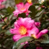 Camellia 'Shi-Shi Gashira' Shrub 1 Camellia 'Shi-Shi Gashira' Shrub -Lanscapes Store ShiSHi Gashira Camellia FGT 600x600 bafe4450 79ed 4016 84c6 d7fcb64225e8