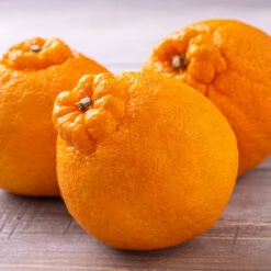 Shiranui Mandarin Tree 7 Shiranui Mandarin Tree -Lanscapes Store Shiranui Mandarin 4 FGT