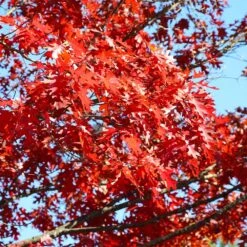 Shumard Oak Tree -Lanscapes Store Shumard Oak 3