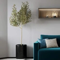 Sikitita Olive Tree -Lanscapes Store Sikitata Olive 2