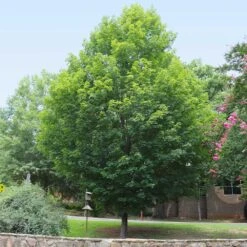 Silver Maple Tree -Lanscapes Store Silver Maple Tree 6