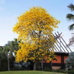 Yellow Trumpet Tree -Lanscapes Store Silver Trumpet Tree 8