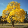 Yellow Trumpet Tree 1 Yellow Trumpet Tree -Lanscapes Store Silver Trumpet Tree FGT 600x600 a83e0fab f02d 4b44 8181 597614f3364d