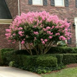 Sioux Crape Myrtle -Lanscapes Store Sioux Crape myrtle 2