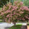 Sioux Crape Myrtle 1 Sioux Crape Myrtle -Lanscapes Store Sioux Crape myrtle FGT 600x600 c3f26958 d4d9 4062 b2b6 fe702d4b6de9