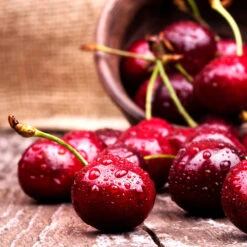 Skeena Cherry Tree 7 Skeena Cherry Tree -Lanscapes Store Skeena Cherry 4 FGT