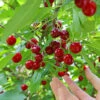 Skeena Cherry Tree -Lanscapes Store Skeena Cherry FGT 600X600 1304eed1 04ee 4e47 9ef3 8afb5cd1cf53
