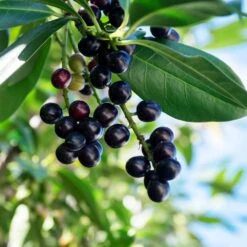 Skip Laurel -Lanscapes Store Skip Laurel 1 FGT