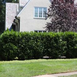 Skip Laurel -Lanscapes Store Skip Laurel 5