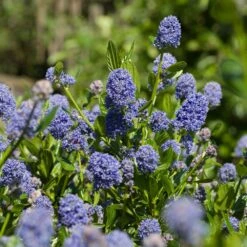 Skylark California Lilac 7 Skylark California Lilac -Lanscapes Store Skylark California Lilac 3 FGT