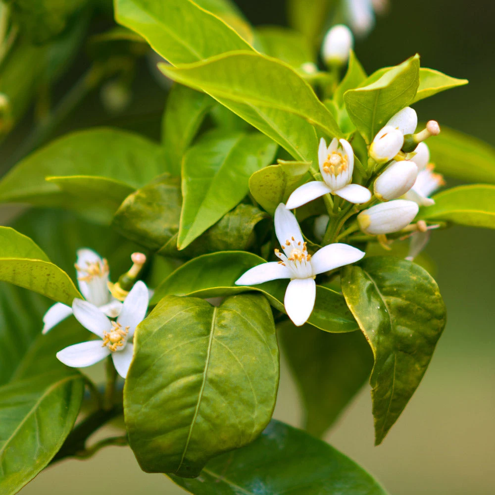 Smith Red Orange 6 Smith Red Orange - Image 4