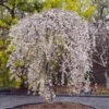Snow Fountains® Weeping Cherry Tree -Lanscapes Store Snow Fountains Weeping Cherry FGT 600x600 b932e64b fb28 4b2a b164 ea90e6be8b0b