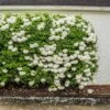 Snowball Bush -Lanscapes Store Snowball Viburnum 1 FGT