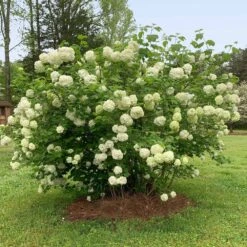Snowball Bush -Lanscapes Store Snowball Viburnum 2 FGT