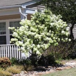 Snowball Bush -Lanscapes Store Snowball Viburnum 4 FGT