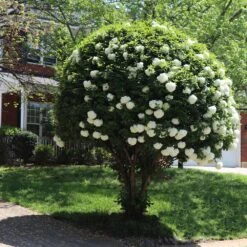 Snowball Bush -Lanscapes Store Snowball Viburnum 7 FGT