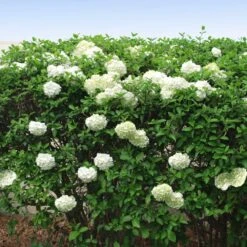 Snowball Bush -Lanscapes Store Snowball Viburnum FGT