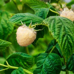 Snowbank White Blackberry Bush 9 Snowbank White Blackberry Bush -Lanscapes Store Snowbank Blackberry 1