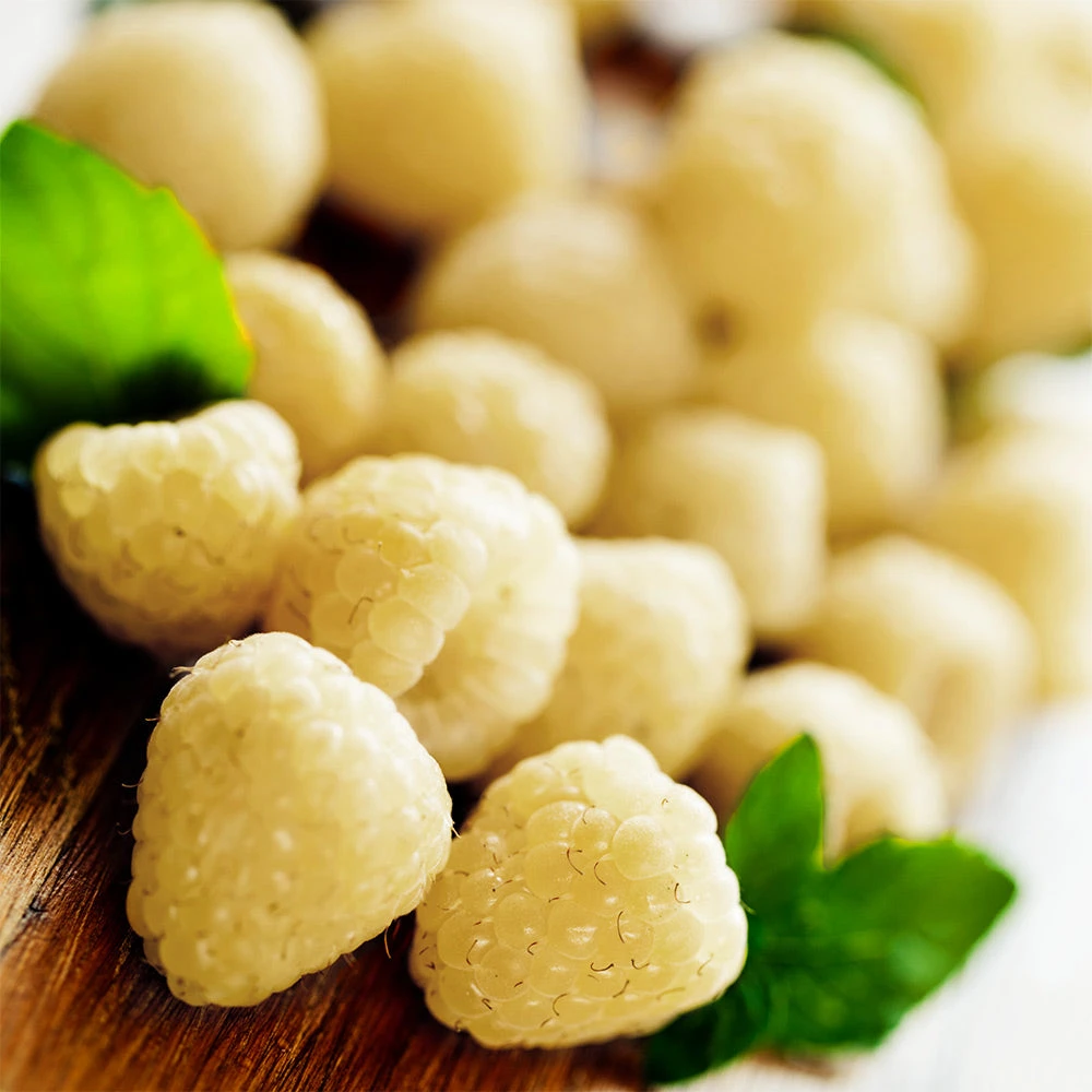 Snowbank White Blackberry Bush 4 Snowbank White Blackberry Bush - Image 2