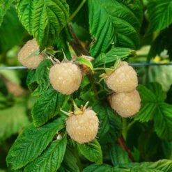 Snowbank White Blackberry Bush 8 Snowbank White Blackberry Bush -Lanscapes Store Snowbank Blackberry 3