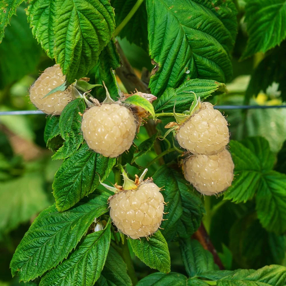 Snowbank White Blackberry Bush 5 Snowbank White Blackberry Bush - Image 3