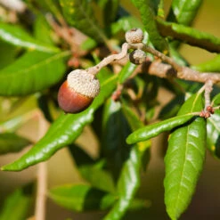 Live Oak Tree 10 Live Oak Tree -Lanscapes Store Southern Live Oak FGT 1