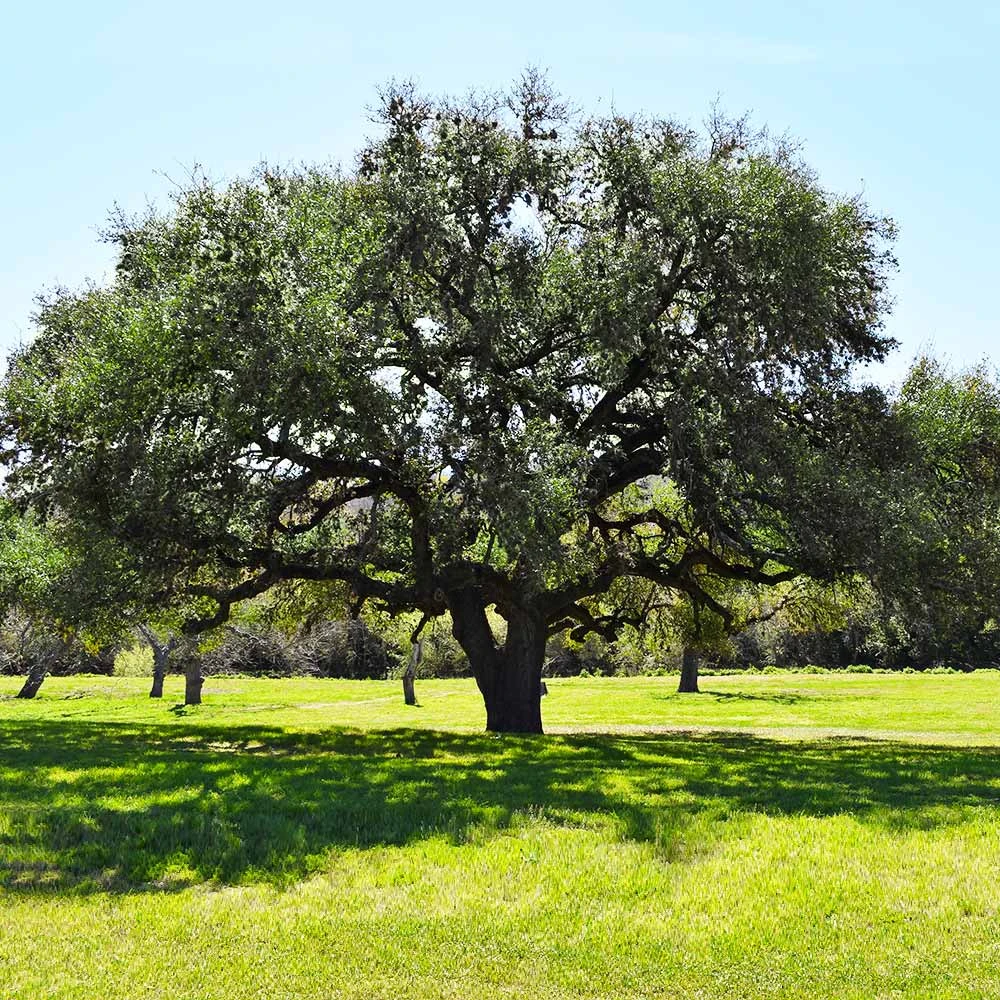Live Oak Tree 5 Live Oak Tree - Image 3