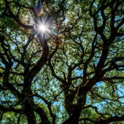 Live Oak Tree 11 Live Oak Tree -Lanscapes Store Southern Live Oak FGT 4