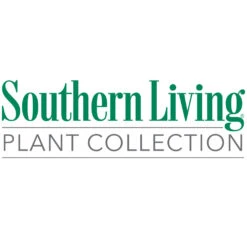 Sunshine Ligustrum Shrub -Lanscapes Store Southn Living 1000x1000 48fce603 8b4f 4893 ad14 09813e97275d