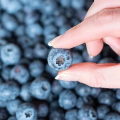 Spartan Blueberry Bush 11 Spartan Blueberry Bush -Lanscapes Store Spartan Blueberry 5 FGT