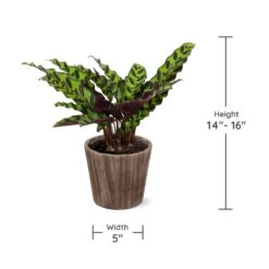 Calathea Rattlesnake With Decorative Pot -Lanscapes Store Specs