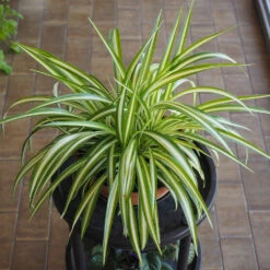 Spider Plant -Lanscapes Store Spider Plant 1
