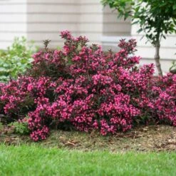 Spilled Wine® Weigela Shrub -Lanscapes Store Spilled Wine Weigela 1 FGT