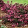 Spilled Wine® Weigela Shrub 2 Spilled Wine® Weigela Shrub -Lanscapes Store Spilled Wine Weigela FGT 600x600 6a7e16ef 4df8 48a5 bd38 030385ba4fb0
