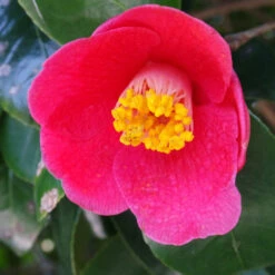 Spring's Promise Camellia Shrub -Lanscapes Store Springs Promise Camellia 1 FGT