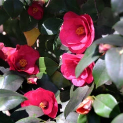 Spring's Promise Camellia Shrub -Lanscapes Store Springs Promise Camellia 4