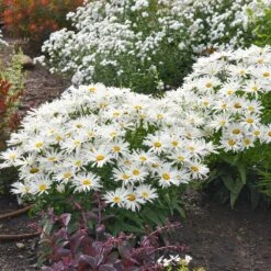 Amazing Daisies® ‘Spun Silk’ Shasta Daisy 9 Amazing Daisies® ‘Spun Silk’ Shasta Daisy -Lanscapes Store Spun Silk Bananas 2