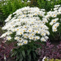Amazing Daisies® ‘Spun Silk’ Shasta Daisy 10 Amazing Daisies® ‘Spun Silk’ Shasta Daisy -Lanscapes Store Spun Silk Bananas 3