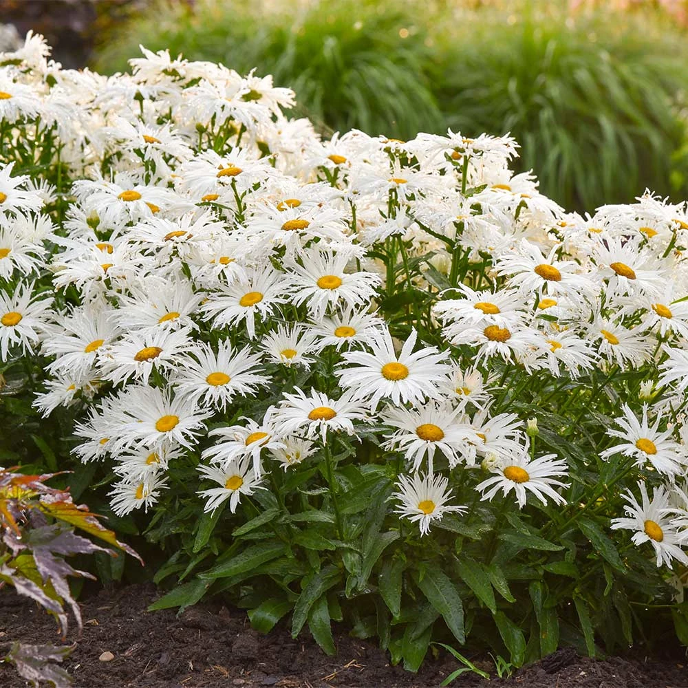 Amazing Daisies® ‘Spun Silk’ Shasta Daisy 4 Amazing Daisies® ‘Spun Silk’ Shasta Daisy - Image 2