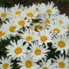 Amazing Daisies® ‘Spun Silk’ Shasta Daisy 2 Amazing Daisies® ‘Spun Silk’ Shasta Daisy -Lanscapes Store Spun Silk Bananas 600x600 785a4f4b d4da 47c5 bb94 41e730a5336f