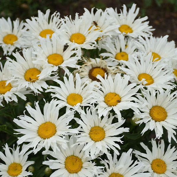 Amazing Daisies® ‘Spun Silk’ Shasta Daisy 3 Amazing Daisies® ‘Spun Silk’ Shasta Daisy