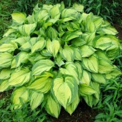 Stained Glass Hosta Plant -Lanscapes Store Stained Glass Hosta 1
