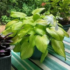 Stained Glass Hosta Plant -Lanscapes Store Stained Glass Hosta 3