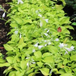Stained Glass Hosta Plant -Lanscapes Store Stained Glass Hosta 6