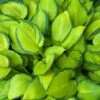 Stained Glass Hosta Plant 2 Stained Glass Hosta Plant -Lanscapes Store Stained Glass Hosta 600x600 96733d7b c145 4aa0 b915 65d84155cf32